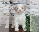 Puppy Allen Bernedoodle (Miniature)