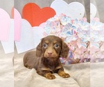 Small Dachshund