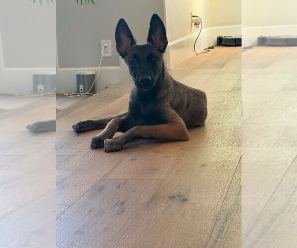 Medium Photo #3 Mutt Puppy For Sale in Dana Point, CA, USA