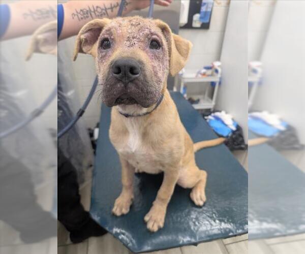 Medium Photo #1 American Bulldog-Unknown Mix Puppy For Sale in Mobile, AL, USA
