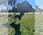 Small #2 Boxer Mix