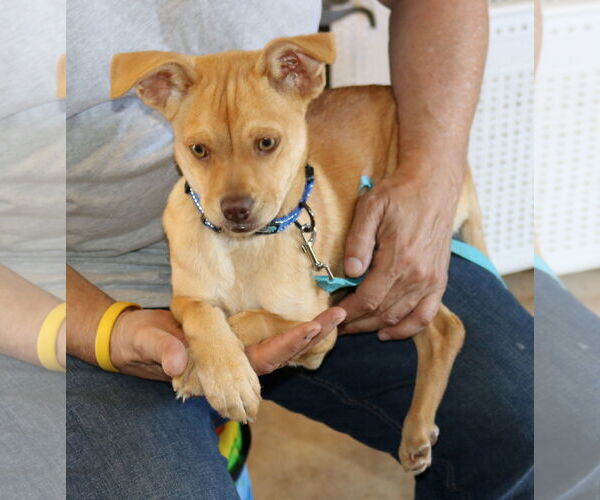 Medium Photo #2 Chug Puppy For Sale in Bandera, TX, USA