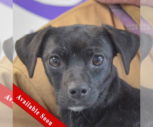 Medium Photo #1 Chiweenie Puppy For Sale in Huntley, IL, USA