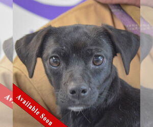 Chiweenie Dogs for adoption in Huntley, IL, USA