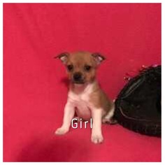 Chihuahua Puppy for sale in COLUMBIA, NC, USA