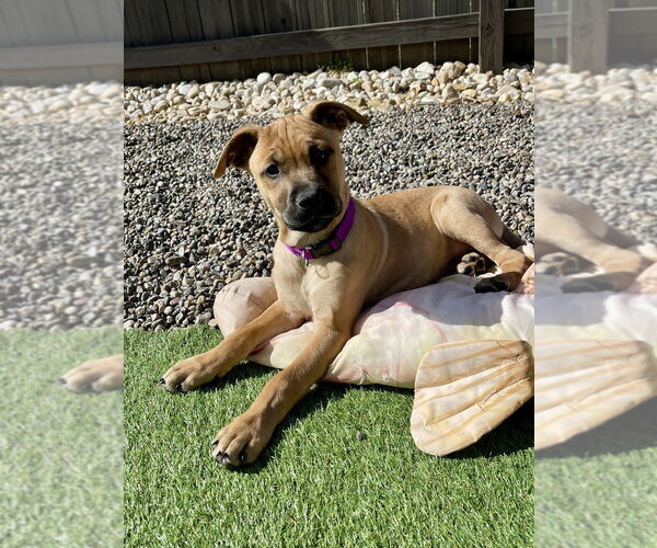 Medium Photo #5 Redbone Coonhound-Unknown Mix Puppy For Sale in Mooresville, NC, USA