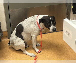 Mutt Dogs for adoption in Martinez, CA, USA