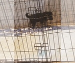 Small Photo #13 German Shepherd Dog Puppy For Sale in BRILLIANT, OH, USA