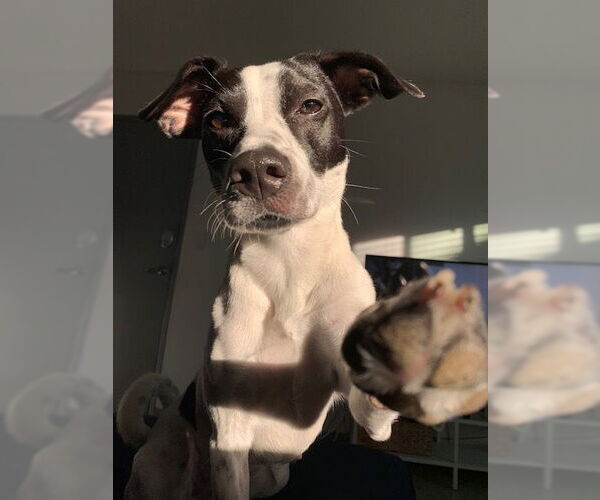 Medium Photo #2 Pointer-Unknown Mix Puppy For Sale in Dana Point, CA, USA