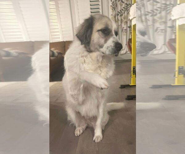 Medium Photo #3 Anatolian Pyrenees Puppy For Sale in Houston, TX, USA