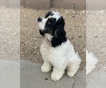 Small Photo #6 Cocker Spaniel Puppy For Sale in AVONDALE-GOODYEAR, AZ, USA