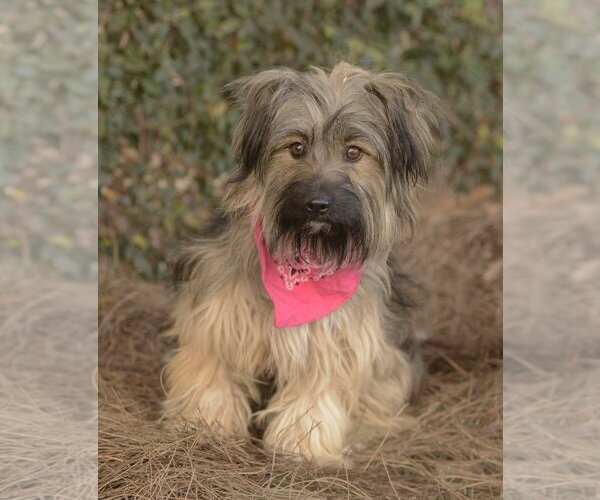 Medium Photo #2 Mutt Puppy For Sale in Dana Point, CA, USA