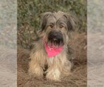 Small #1 Mutt