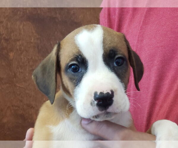Medium Photo #14 Boxer-Unknown Mix Puppy For Sale in Holly Springs, NC, USA