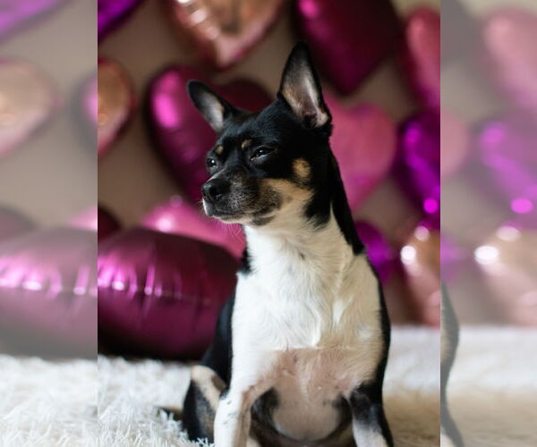 Medium Photo #14 Rat-Cha Puppy For Sale in San Francisco, CA, USA