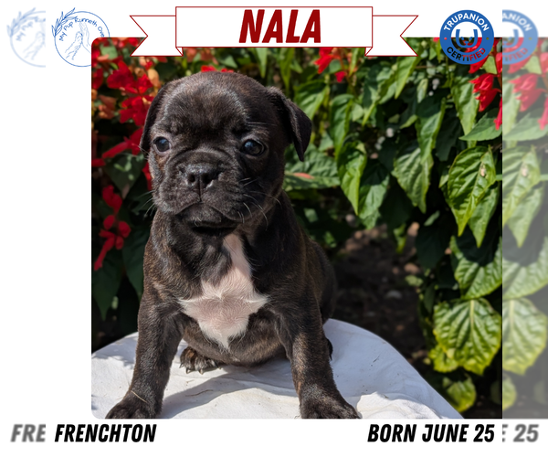 Medium Photo #65 Faux Frenchbo Bulldog Puppy For Sale in GOSHEN, IN, USA