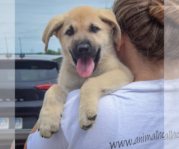 Medium Photo #5 Anatolian Shepherd-German Shepherd Dog Mix Puppy For Sale in Huntley, IL, USA