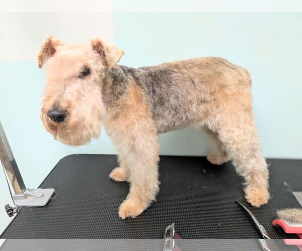 Medium Photo #1 Lakeland Terrier Puppy For Sale in Holly Springs, NC, USA
