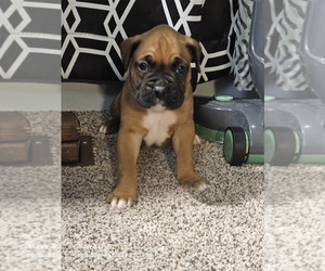 Boxer Puppy for Sale in WALTON, Indiana USA