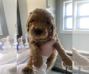 Goldendoodle Puppy for sale in SULPHUR, OK, USA