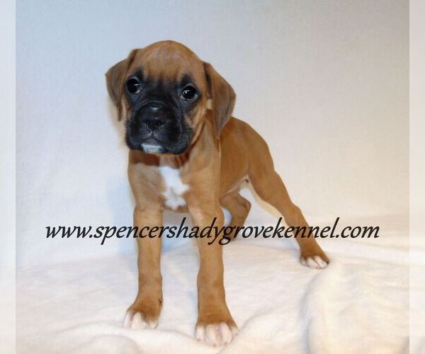 Medium Photo #4 Boxer Puppy For Sale in CABOOL, MO, USA