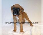 Small #3 Boxer