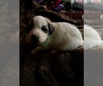 Small Photo #2 Great Pyrenees Puppy For Sale in HENDERSONVILLE, NC, USA