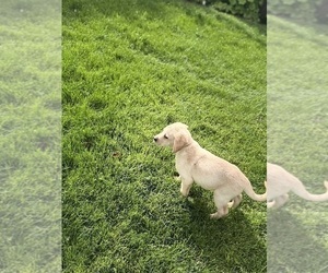 Medium Labrador Retriever