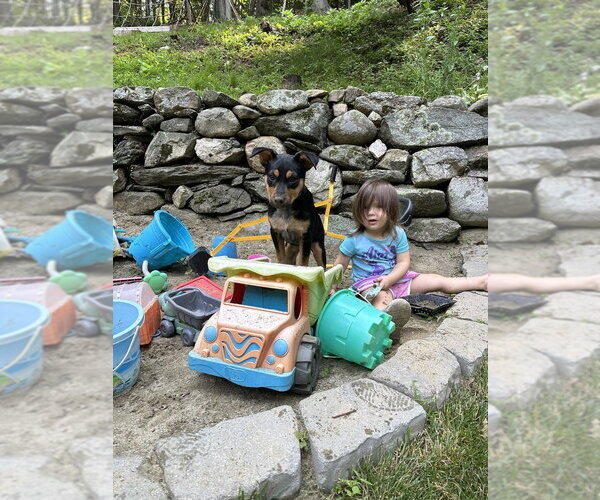 Medium Photo #4 German Shepherd Dog-Unknown Mix Puppy For Sale in Brewster, NY, USA