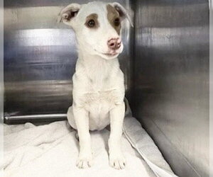 Mutt Dogs for adoption in Houston, TX, USA