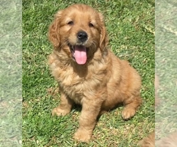 Medium Photo #1 Golden Retriever Puppy For Sale in SANTA ANA, CA, USA