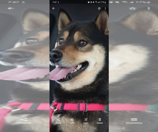 Medium Photo #1 Shiba Inu Puppy For Sale in MAXWELL, NM, USA