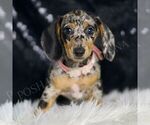 Puppy Nevada ACA Dachshund