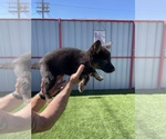 Small Photo #3 German Shepherd Dog Puppy For Sale in LA TUNA CANYON, CA, USA