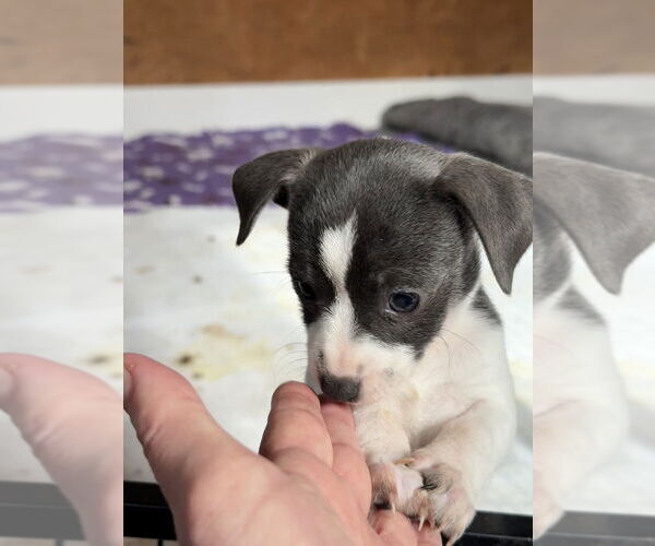 Medium Photo #2 Fox Terrier (Toy) Puppy For Sale in Bolivar, MO, USA