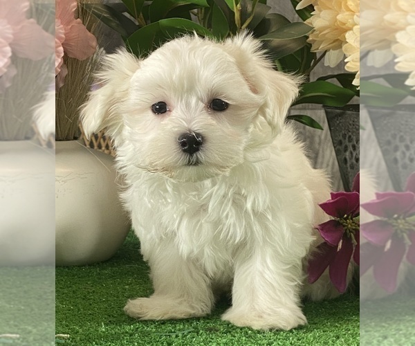 Medium Photo #3 Maltese Puppy For Sale in CANOGA, NY, USA