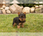 Small Photo #1 Yorkshire Terrier Puppy For Sale in MILLERSBURG, IN, USA