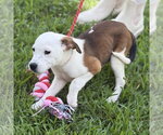 Small #2 Beagle
