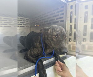 German Shepherd Dog-Unknown Mix Dogs for adoption in Waco, TX, USA