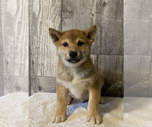 Shiba Inu Puppy for sale in CANOGA, NY, USA