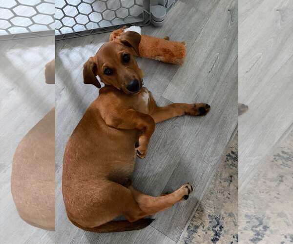 Medium Photo #5 Dachsador Puppy For Sale in Oakhurst, NJ, USA