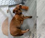 Small Photo #5 Dachsador Puppy For Sale in Oakhurst, NJ, USA