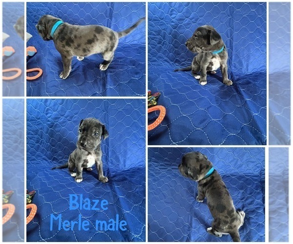 Medium Photo #3 Cane Corso-Great Dane Mix Puppy For Sale in BROOKFIELD, MA, USA
