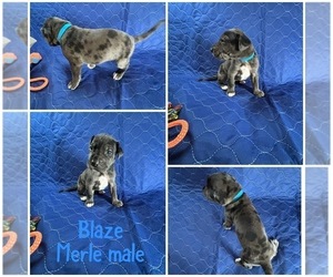 Medium Cane Corso-Great Dane Mix