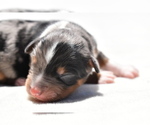 Small #1 Miniature Australian Shepherd