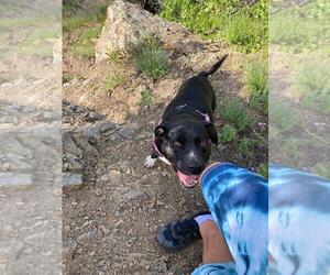 Daisy Girl - Female Labrador Retriever-Unknown Mix Dog for Adoption - Photo #2