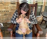 Small Photo #2 Golden Retriever Puppy For Sale in MCKINNEY, TX, USA