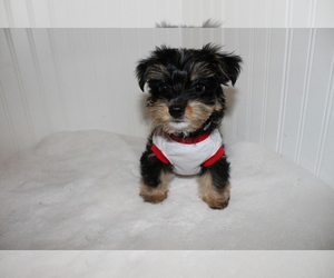 Morkie Puppy for sale in LISBON, OH, USA