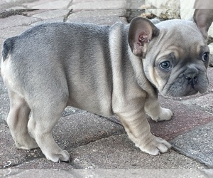 Medium French Bulldog