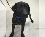 RAMON - Male German Shepherd Dog-Unknown Mix Dog for Adoption - Small photo